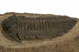 Lichid (Lichas Marocanus) Trilobite - Jbel Bou Degane, Morocco #338981-2
